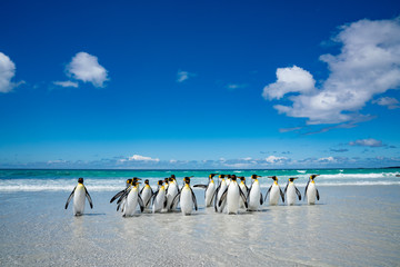 ペンギンの群れ フォークランド諸島,ボランティアポイント,Earththeater