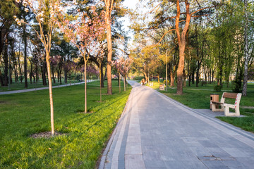 sunny summer park with trees and green grass