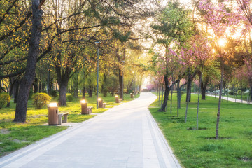 sunny summer park with trees and green grass