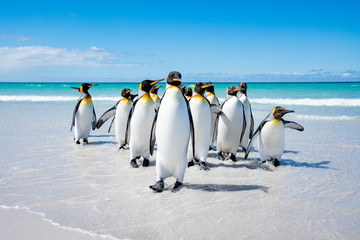 ペンギンの群れ,フォークランド諸島,ボランティアポイント,Earththeater
