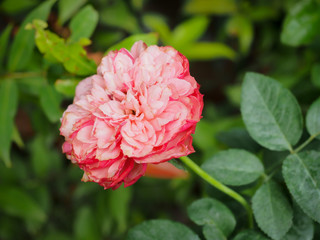 The beautiful roses in my garden bloom in the morning sun.