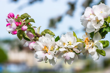 Pommier en fleurs