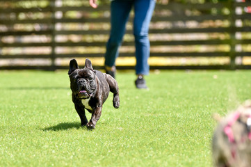 ドッグランで遊ぶボストンテリア