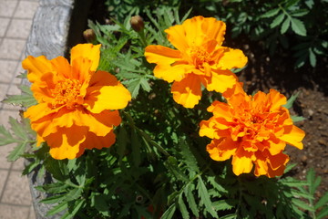 晴れた日に咲いたオレンジのマリーゴールドの花