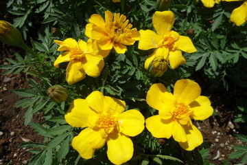 春に咲いた黄色のマリーゴールドの花