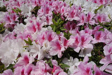 春に咲いたピンクと白のツツジの花