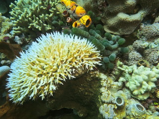 The amazing and mysterious underwater world of Indonesia, North Sulawesi, Manado, stone coral