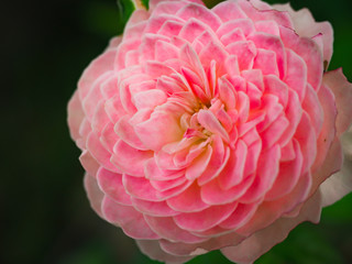 The beautiful roses in my garden bloom in the morning sun.