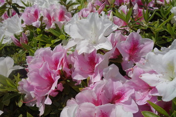 春に咲いたピンクと白のツツジの花