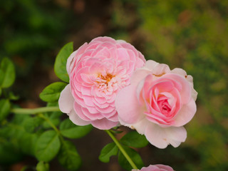 The beautiful roses in my garden bloom in the morning sun.
