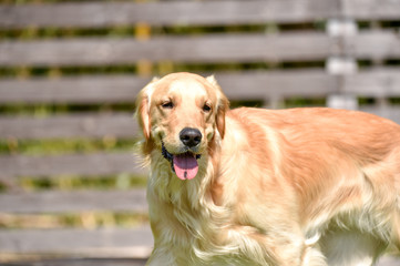 ドッグランで遊ぶゴールデンレトリバー