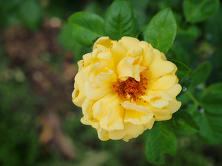 The beautiful roses in my garden bloom in the morning sun.