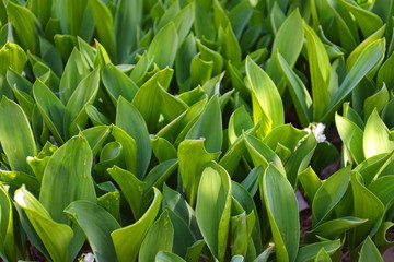 Background of green leaves in sunlight