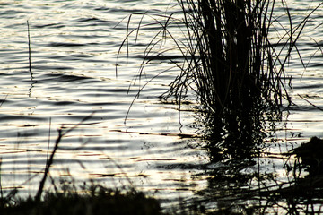 Reeds on lake