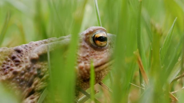 Large green toad side shot while hiding in green grass. Deep breathing. Starts to crawl in the end. Macro close up shot.