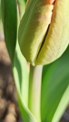 not blooming green tulip macro. vertical orientation