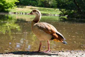 Nielgans