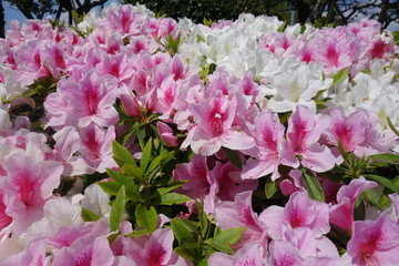 春に咲いたピンクと白のツツジの花
