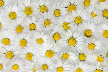 Many evenly distributed white yellow daisy flowers