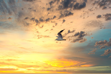 Sunset Gull