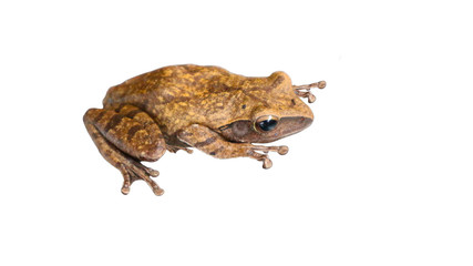 toad isolated on white background