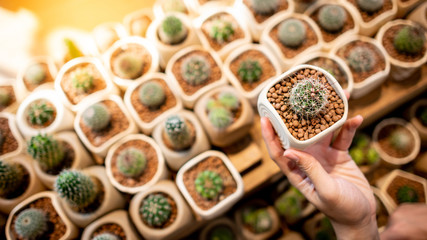 Male hand holding cactus in ceramic plant pot in cactus shop. Buying succulent plant for home decoration
