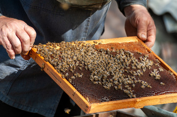 The beekeeper examines bees in honeycombs.