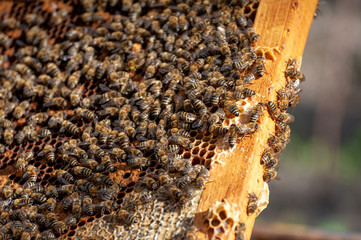 The beekeeper examines bees in honeycombs.