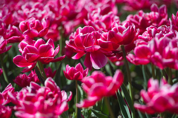 In Full Bloom. Tulips in garden in sunny day. Spring flowers. Gardening.