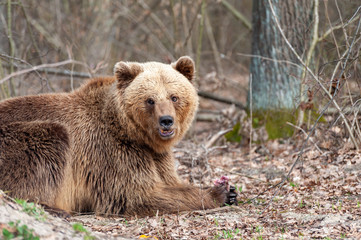 Obraz premium The brown bear (Ursus arctos), walking in the forest