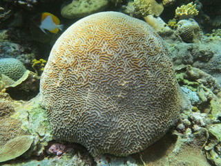 The amazing and mysterious underwater world of Indonesia, North Sulawesi, Manado, stone coral