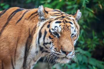 Tiger - Panthera tigris - close up portrait.