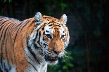 Obraz premium Tiger - Panthera tigris - close up portrait.