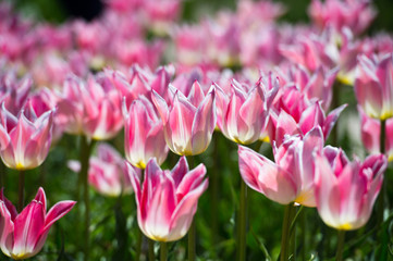 In Full Bloom. Tulips in garden in sunny day. Spring flowers. Gardening.