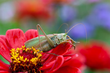 Locust. Grass Hopper. Grasshopper hanging out in a summer meadow
