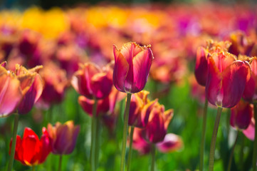 In Full Bloom. Tulips in garden in sunny day. Spring flowers. Gardening.