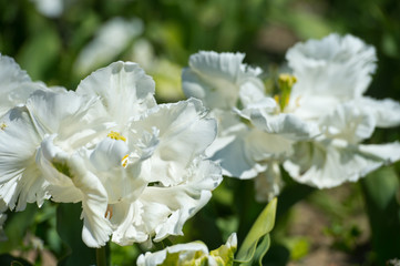 In Full Bloom. Tulips in garden in sunny day. Spring flowers. Gardening.