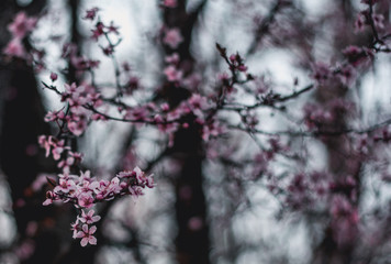 Close up of pink japan cherry (Sakura) blossoms on blurred sunset background. Shallow depth of field, captured during golden hour