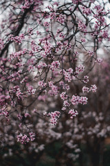 Close up of pink japan cherry (Sakura) blossoms on blurred sunset background. Shallow depth of field, captured during golden hour