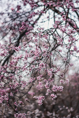Close up of pink japan cherry (Sakura) blossoms on blurred sunset background. Shallow depth of field, captured during golden hour