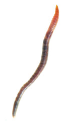 Earthworm on a white background.