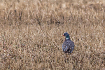 Wild pigeon in the field. wood pigeon. 