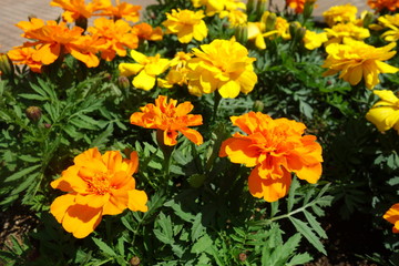 晴れた日の咲いたオレンジと黄色のマリーゴールドの花