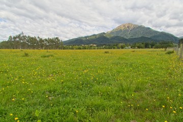 Yellow Flowers in a Paddock Near Methven NZ