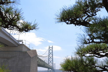松の木々の隙間から見える大きな吊り橋