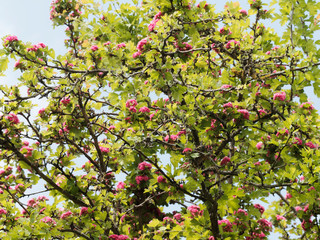 Crataegus laevigata 'Paul's Scarlet | Aubépine à fleurs rose foncé en corymbes ou aubépine à fleurs rouges