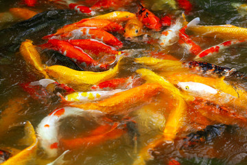 Obraz na płótnie Canvas Multi-colored carps fish swim on the surface of the water