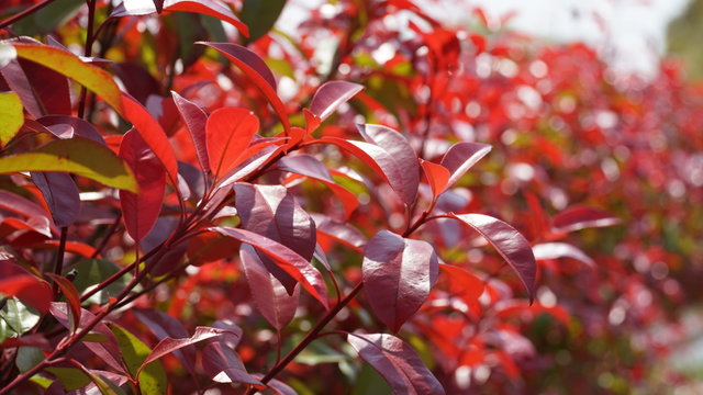 ベニカナメ の画像 33 件の Stock 写真 ベクターおよびビデオ Adobe Stock