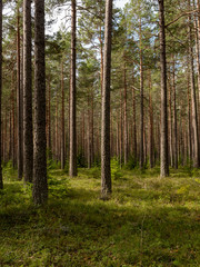 Fototapeta na wymiar Calmness and relaxation forest area.
