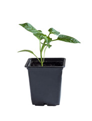 one pepper sprout in a special disposable black dish on a white background, side view